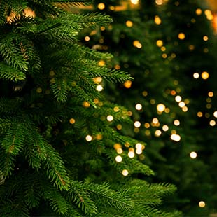 Les SAPINS NATURELS sont arrivés en jardinerie !